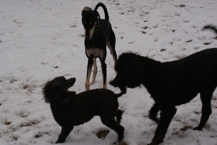 Evi, Mitraa, Hanka